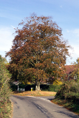 Photo of Copper Beech Tree in Privett today